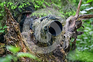 Wildlife photographer in the summer ghillie camouflage suit