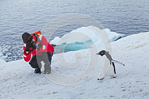 Wildlife photographer taking photo of penguin