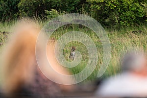 Wildlife photographers shooting a leopard in the savannah