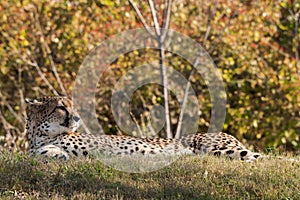 Wildlife photography of an African Cheetah resting