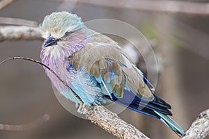 Wildlife photography of a African lilac breasted roller bird