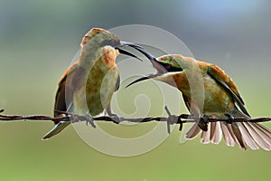 Wildlife photography Blue Tailed Bee Eater