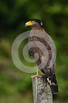 Wildlife photography Creasted Serpent Eagle