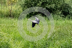 Grey Heron Taking Off