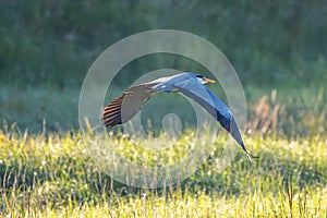 Grey Heron Taking Off