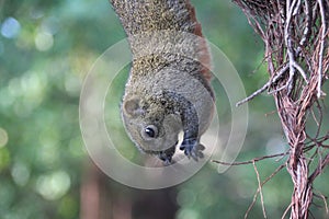 Wildlife photography: a hanging squirrel on the tree