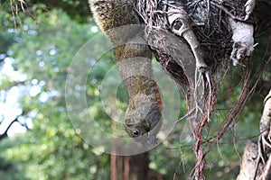 Wildlife photography: a hanging squirrel on the tree