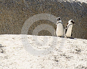 Wildlife photography taken in South Africa, Cape Town, Boulders beach, of two cute jackass penguins