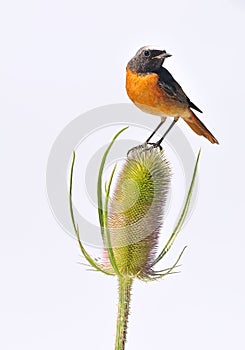 Wildlife and plant isolated.