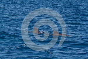 Wildlife: A pod of Dolphins swim in the Pacific Ocean of Guatemala