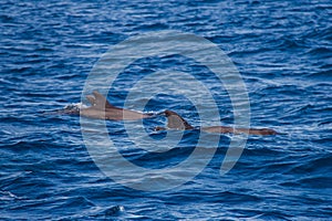 Wildlife: A pod of Dolphins swim in the Pacific Ocean of Guatemala