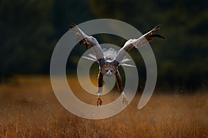 Wildlife Poland. Golden eagle flying above the blooming meadow. Big bird of prey with open wings. Eagle fly from Norway, Europe.