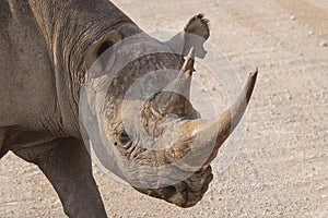 Wildlife Portrait: Black Rhinoceros Head