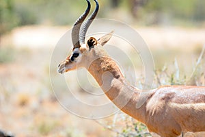 Wildlife portrait gerenuk gazelle