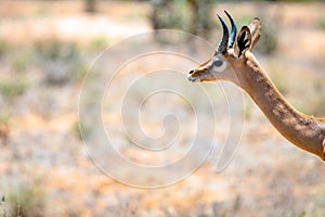 Wildlife portrait gerenuk gazelle outdoors in the african wilderness