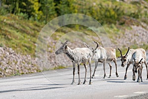 Wildlife portrait of a group of reindeers in the middle of the road in lappland/sweden near arvidsjaur.