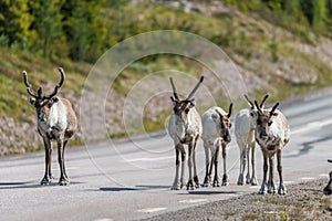 Wildlife portrait of a group of reindeers in the middle of the road in lappland/sweden near arvidsjaur.