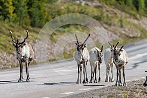 Wildlife portrait of a group of reindeers in the middle of the road in lappland/sweden near arvidsjaur. photo