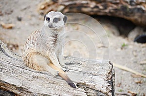 Single Meerkat Portrait