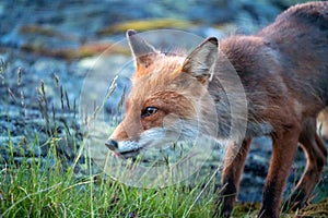 Wildlife portrait of Red fox/ vulpes vulpes outdoors