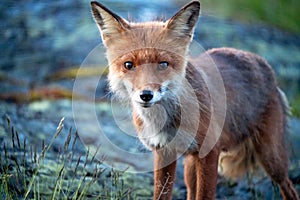 Wildlife portrait of Red fox/ vulpes vulpes outdoors during the night