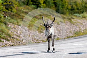 Wildlife portrait of a reindeer in the middle of the road in lappland/sweden near arvidsjaur.