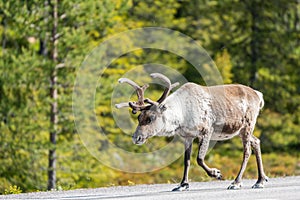 Wildlife portrait of a reindeer in the middle of the road in lappland/sweden near arvidsjaur. photo
