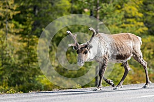 Wildlife portrait of a reindeer walking on the side of the road in lappland/sweden near arvidsjaur. photo