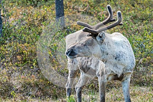 Wildlife portrait of a of reindeer in the wilderness in lappland/north sweden near arvidsjaur.
