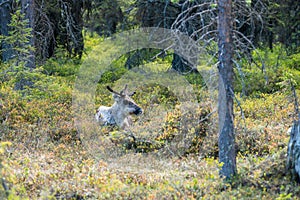 Wildlife portrait of a of reindeer in the wilderness in lappland/north sweden near arvidsjaur. photo