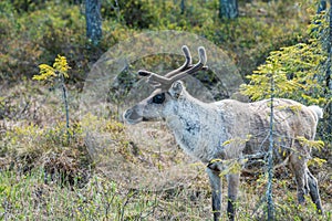 Wildlife portrait of a of reindeer in the wilderness in lappland/north sweden near arvidsjaur. photo