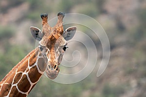 Wildlife portrait of a reticulated giraffe on safari in Samburu/Kenya/Africa
