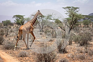 Wildlife portrait of a reticulated giraffe on safari in Samburu/Kenya/Africa