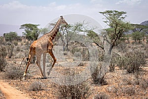 Wildlife portrait of a reticulated giraffe on safari in Samburu/Kenya/Africa photo