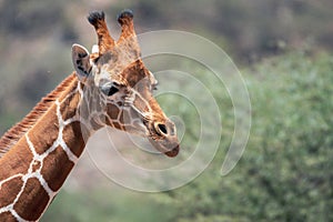 Wildlife portrait of a reticulated giraffe on safari in Samburu/Kenya/Africa photo