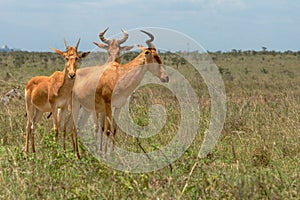 Wildlife portrait of three hartebeests in nairobi national park in kenya photo