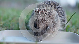 Wildlife, portrait wild animal nice hedgehog drinks milk from a white saucer in a green lawn