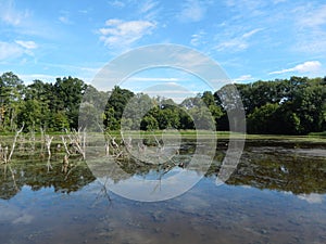 Wildlife preserve with forest tree line reflected in a lake