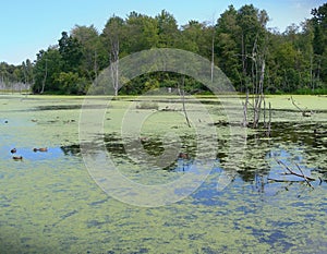 Wildlife preserve with forest tree line reflected in a lake