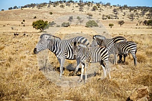 Wildlife preserve in Gauteng