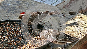 Wildlife in Quebec. Canada, north America.