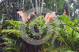 Wildlife and rainforest exotic tropical birds in a bird park