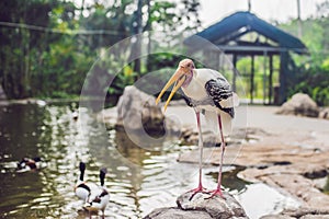 Wildlife and rainforest exotic tropical birds in a bird park