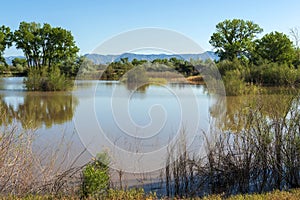 Wildlife refuge pond near the Colorado River