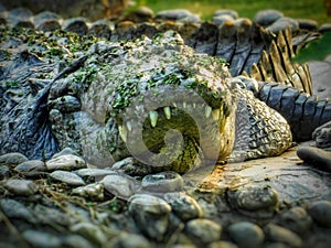 Wildlife related photo. Photo click zoo. photo