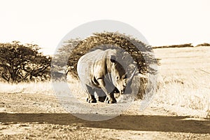 Wildlife Rhino Animal Dirt Road Grasslands Sepia Tone Vintage