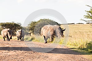 Wildlife Rhinos Dirt Wilderness