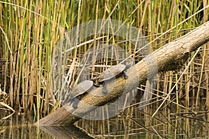 Wildlife in river