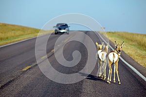 wildlife on road with car