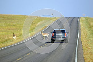 Wildlife on road photo
